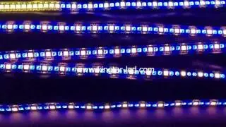 144leds/m neopixel led strip ws2812b produced by KingTar LED
