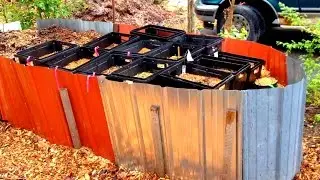 Seed Starting - Heated by compost and growing Wine Cap mushrooms