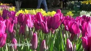 Tulip Night Club - Tulip Bulbs from Holland