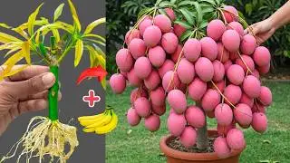 Grow Mango Tree FAST with Banana from Cuttings || Mango tree Cuttings🥭🥭🥭