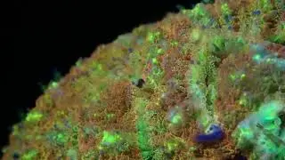 Fluo Dive! Close-up of coral polyps eating zooplankton in North Ari Atoll, Maldives.