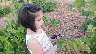 Humik asit, leonardit, organamineralve diatomit . Doğru bakım m&uuml;kemmel sonu&ccedil; . 