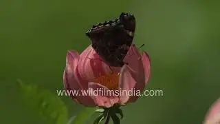 An Indian Red Admiral Butterfly rests on a pink cosmos flower, in a close-up view.