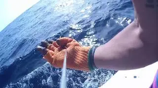 Blue Marlin Fishing with Hook-eye Sportfishing Camera