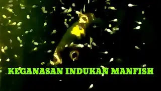 Ternak Manfish 