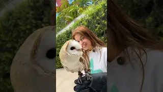 CORUJA DE VERDADE VS TEI&Uacute; !! #shorts