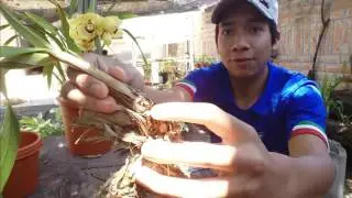 Clinica de Orquídeas #1: Cymbidium sin raíces