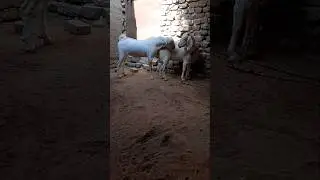 Calm Morning with Goat Couple#animals#kitten#shortvideo #viral