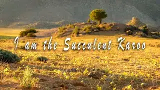 South African Desert Is Speaking... 