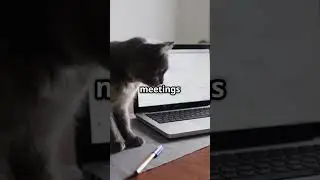 😹 Classy Cat CEO: The Feline Boss Who Means Business!🤣