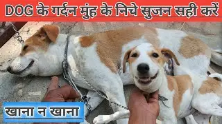 DOG के गर्दन मुंह के निचे सुजन सही करें || डांग के जबड़े मे सुजन का ईलाज | Dog Neck swelling problem
