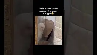 Попался 😻😹 #юмор #reels #real #рекомендации #тренды #memes
