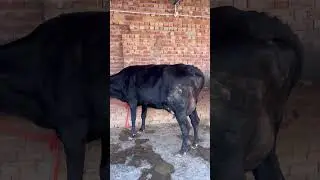 Loding Jammu kashmir 8 cow sahib dairy farm 9878827537 9878827537