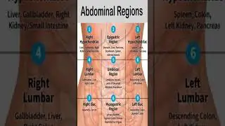 Nine Abdominal Regions # Human anatomy