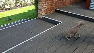 Aussie Angus Weimaraner the bird dog.