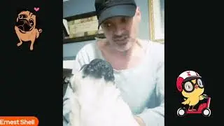 @unlockyourreality1 Ernie's Adventure in Pug Sitting #ernieshell #funny #pug #puppy