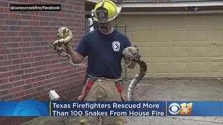 Texas Firefighters Save More Than 100 Snakes From House Fire