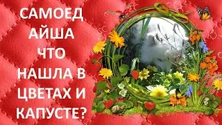 Что самоед АЙША нашла в цветах и капусте? 🐕❤😁🌹🥦