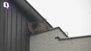 Rowdy Owl Sows Terror in Dutch City