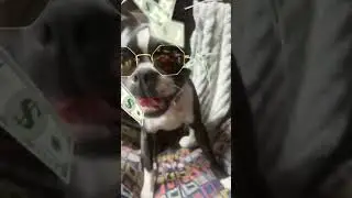 And now I need a therapist #derpydog #bostonterrier #therapy #dogtherapy #paid #fyp #dog #shorts