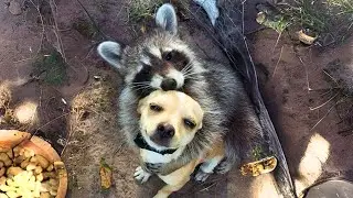 Raccoon 🦝 Do They Make Good Pets?
