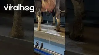 Dog Drinks Milk Straight From the Cow || ViralHog
