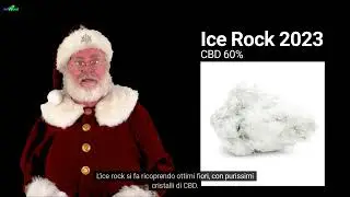 Ice Rock 2023 - WeWeed