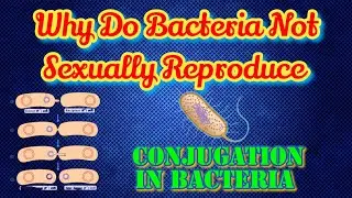 Conjugation in bacteria, role of plasmid in conjugation, high frequency of Recommendation