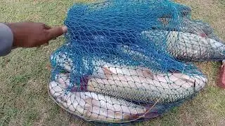latest fishing  Talab Wala Patan Chenab River Fishing in Pakistan  | Azizi Fishing