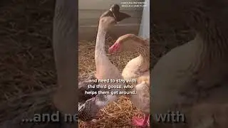 Blind geese looking for forever home