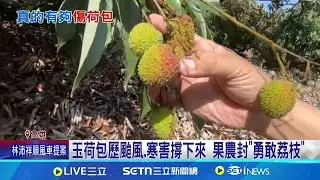玉荷包遇寒害產量恐創新低 價格漲近7成 玉荷包歷颱風.寒害撐下來 果農封
