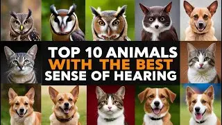 Top 10 Animals With The Best Sense Of Hearing