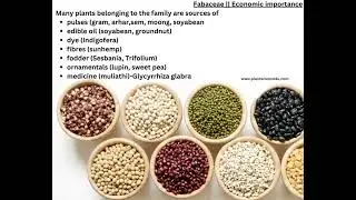 Fabaceae family -Economic Importance, Floral diagram and Floral Formula || Plant Taxonomy