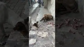 Feeding street dogs after in cold #adoptstrays #straydog #streetdog #dog #dogshorts #dogs #doglife