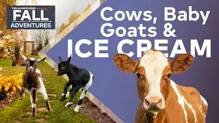 We Tried Cow Cuddling in Oklahoma!