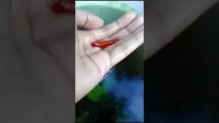 My new platie male. #shorts #aquaculture#platie #fish #minifishfarm #minipond