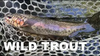 California Fly Fishing | Exploring a Wild Trout Creek!