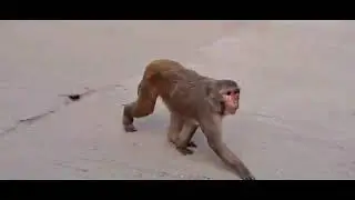 Uttar Pradesh ke monkey ❤️👈