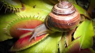 SNAIL vs Venus Flytrap | Testing the Limits of a Flytrap