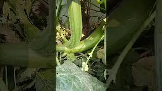 Lauki harvest my home kichen garden fresh #naturephotograph #nature #naturephotog