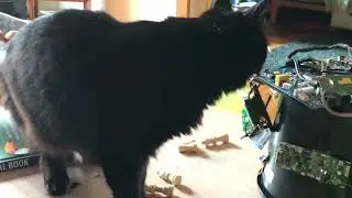Peko the cat&rsquo;s video of chess