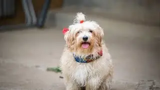 Havanese Socialization Strategies: Meeting Dogs, People, and More
