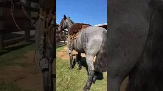 CAVALO CRIOULO #geneticacrioula #abccc #horse #cavalocrioulo #freiodeouro #caballo