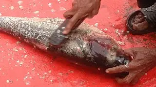 I never seen II amazing bridge fish cutting skill #fishcutting #fishingvideo #fish#fishing