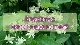 Клематис виноградолистный - беспроблемная гигантская лиана для вертикального озеленения.