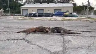 Cuban Rock iguanas collide in an epic struggle.