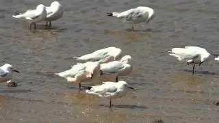 20120328 Slender-billed Gull