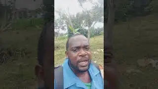 Production du bananier plantain en association avec les arbres fruitiers