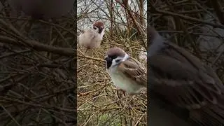 Winter Survival Mode: Sparrows Turn Into Fluffy Snowballs