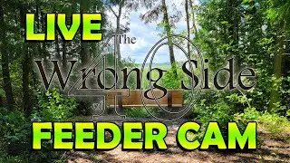Witness Nature's Wonders: Live Bird Feeder Cam in Niagara